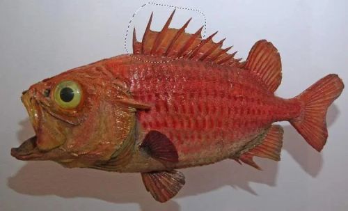 آموزش طراحی موجود خیالی در فتوشاپ